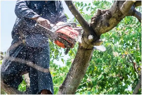 tree services Coalfield